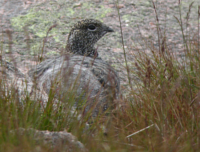Cairn Lochan, groep van 5 stokstijf stil zittende vogels.