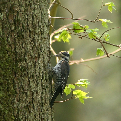 Voor mij was 1 van de hoogtepunten van een geslaagde reis naar de Biebrza moerassen en het oerbos van Bialowieza dit mannetje Drieteenspecht wat zich fraai liet bekijken. Stevige crop (ongeveer 25% van het originele beeld) en wat bewegingsonscherpte in de drie tenen, maar voor een nieuwe soort voor BP moet dat maar kunnen ;-)