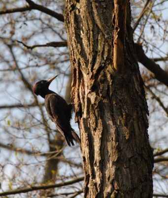 Ben een weekje naar Tsjechi geweest en wat leuke fotos kunnen nemen waaronder zwarte spechten. Wel bij het nest maar achter een hele dikke boom. Van wat lange takken en wat riet nog wat extra dekking gecreerd. Heb zo de afwisseling van de wacht kunnen platen in de ochtend zat mevrouw op het nest en middags meneer. De afwisseling gaat gepaard met een luid geroep naar elkaar zo heb ik ook het nest ontdekt. Dat ik daar mooi gecamoufleerd zat getuigd het feit dat op nog geen 10 meter een ree voorbij kwam achtervolgd door een teckel. Verder was ik getuige dat een boomvalk een merel achtervolgde, met ander woorden heb daar heerlijk en op verantwoorde wijze gezeten.