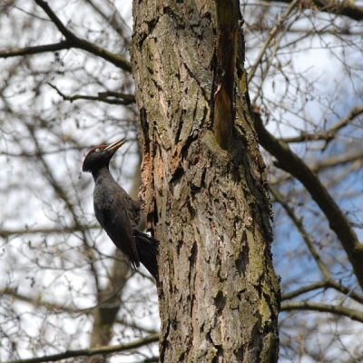 Ben een weekje naar Tsjechi geweest en wat leuke fotos kunnen nemen waaronder zwarte spechten. Wel bij het nest maar achter een hele dikke boom. Van wat lange takken en wat riet nog wat extra dekking gecreerd. Heb zo de afwisseling van de wacht kunnen platen in de ochtend zat mevrouw op het nest en middags meneer. De afwisseling gaat gepaard met een luid geroep naar elkaar zo heb ik ook het nest ontdekt. Dat ik daar mooi gecamoufleerd zat getuigd het feit dat op nog geen 10 meter een ree voorbij kwam achtervolgd door een teckel. Verder was ik getuige dat een boomvalk een merel achtervolgde, met ander woorden heb daar heerlijk en op verantwoorde wijze gezeten.