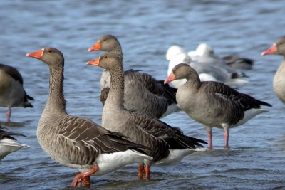 <i class='fa fa-user'></i> Niek Oele | Grauwe Gans  <i class='fa fa-eye'> 537</i>   <i class='fa fa-comment-o'> 0</i>