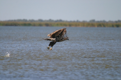 Een van de vele foto's die ik genomen heb van de 160 paar paar zeearenden die leven in het Obzhorovsky Cordon van het Astrakhansky Biosphere reserve (3 km van de grens met Kazachstan). Bijzonderheden: Vanuit een bootje met de hand genomen; 1/1500 - 5.6 met een Canon 10D en 100-400 L IS USM