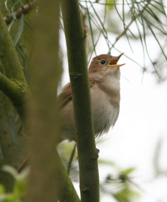 zelfde beestje:
 http://www.birdpix.nl/album_page.php?pic_id=57856 
maar dan iets meer verstopt
