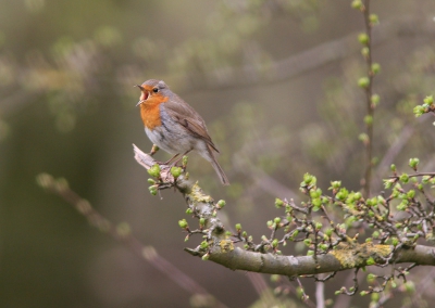 http://www.birdpix.nl/album_page.php?pic_id=57081 
maaar dan anders.
