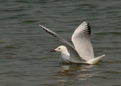 Thuis merkte ik dat ISO-waarde nog op 800 stond, dom h.

Canon 20D + 400 mm 5.6