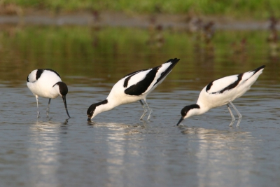 Afleidingsgedrag van het mannetje (midden) om confrontatie met een rivaal (links) te voorkomen. Daarbij wordt het vrouwtje (rechts) op de achtergrond gehouden.