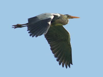 Nu de Purperreigers wat minder worden durf ik wel weer eens een Blauwe Reiger te plaatsen. Ditmaal een vliegbeeld. Zijn toch ook mooi hoor die blauwe, alleen die van mij is een beetje vies. Vind het zelf jammer dat de zon een beetje van de verkeerde kant komt.