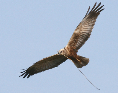 vogel blijft in de buurt zitten om een nest te gaan bouwen .