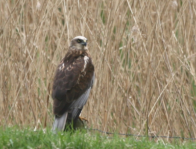 na wat slecht weer halverwege de middag .ben ik even een rondje gaan rijden .
bij toeval deze kiek zien zitten niet ver van de weg vandaan .
even later reed ik weer daarlangs en zat hij er weer ,waarscheinlijk bij een nest in de buurt .