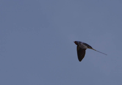 Erg veel tegelijkertijd in vlucht en dan zijn ze plots weer 10 minuten verdwenen in hun nest. En weer tegelijkertijd stijgen ze op. (groepsnest ;) )