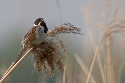 Je hoort ze eerder dan dat je ze ziet. Deze wilde in het vroege ochtendlicht wel even vrij gaan zitten voor mij. Mijn eerste acceptabele rietgors welke ik heb kunnen fotograferen. 

Canon Eos 20D en Canon 400mm f/5.6L USM
f/5.6 - 1/1600 sec - 200 iso