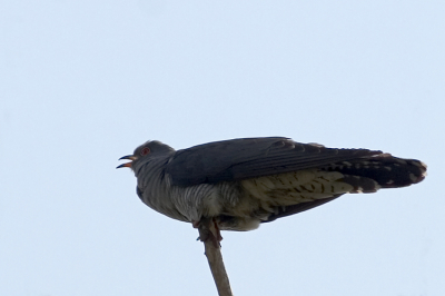 Deze koekoek zat boven in een boomtop en liet zich vrij makkelijk benaderen terwijl het hoogste lied werd gezongen.

Canon Eos 20D en Canon 400mm f/5.6L USM
f/7.1 - 1/800 sec - 200 iso