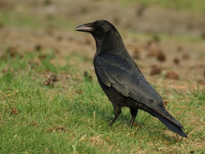 Eindelijk! Een zwarte kraai die eens blijft zitten. Niet langs maar wel genoeg voor twee plaatjes. Hierbij eentje waar ik erg blij mee was. Vooral om het gedetaileerde kleed.