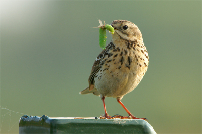 Nog even snel de polder in geweest. Het is nu nog mooi weer. Dit is dezelfde graspieper als gisteren, nu ook weer met prooi. 

Minolta 7D + Minolta AF 400mm APO G f 4,5 + 1,4x converter.