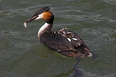 Deze fuut voert haar kleintjes zoetwaterkreeftjes, die papafuut steeds van de bodem plukt.