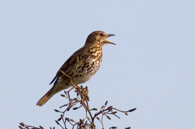 Deze foto van de zanglijster is nog maar enkele minuten oud. De vogel liet boven in een boomtop zijn muzikale kunsten horen.
Hierop een foto gemaakt vanuit het dakraam en meteen ge-upload. Vers van de pers dus!!

Canon Eos 20D en Canon 400mm f/5.6L USM
f/5.6 - 1/1600sec - 400 iso