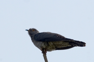 Deze koekoek zat boven in een boomtop en liet zich vrij makkelijk benaderen terwijl het hoogste lied werd gezongen.

Canon Eos 20D en Canon 400mm f/5.6L USM
f/7.1 - 1/800 sec - 200 iso