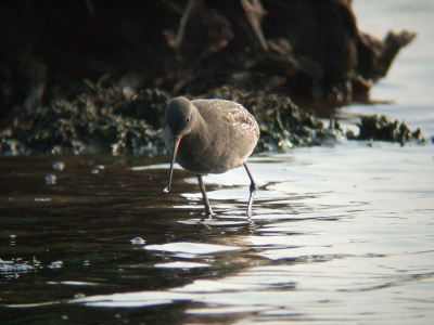 Zwarte ruiter op jacht.
Nikon Fieldscope ED-82A - DS30x - Fuji F11
ISO 800- f/8 - 1/640 s.- 3240 mm. kb. eq.