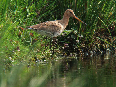 Grutto in de sloot naast het weiland
Nikon Fieldscope ED-82A - DS30x - Fuji F11
ISO 800- f/8 - 1/640 s.- 1903 mm. kb. eq.