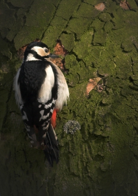 Nu de bomen weer vol komen te zitten met bladeren, word het steeds moeilijker om de vogels te fotograveren.
Gelukkig ging deze grote bonte op een mooi zonnig stukje bast zitten.
20D & 400/5,6