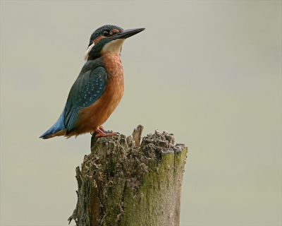 <i class='fa fa-user'></i> Pieter | IJsvogel  <i class='fa fa-eye'> 792</i>  <i class='fa fa-thumbs-up'> 3</i>   <i class='fa fa-comment-o'> 1</i>