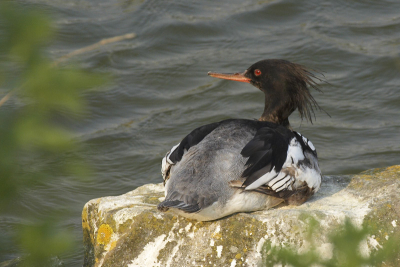 Deze zaagbek lag mooi aan de kant van de haven te rusten.