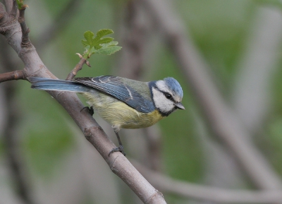 Canon Eos 20D en Canon 100-400mm.