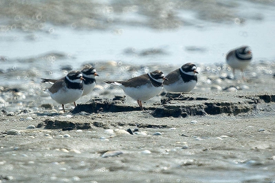 Buitendijks, de noordoost - wad - kust van Texel, op een zandplaat, met statief en al nagenoeg geheel op de buik liggend, kennis gemaakt met deze hartveroverende diertjes. Dit was een van mijn mooiste vakantiedagen daar....
Als ik de commentaren op Birdpix lees, zie ik dat er meer liefhebbers voor dit vogeltje bestaan.
D70 met Maksutov 1000mm mirror