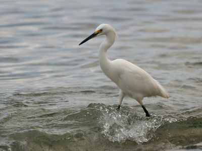 <i class='fa fa-user'></i> Seraf van der Putten | Amerikaanse Kleine Zilverreiger  <i class='fa fa-eye'> 265</i>   <i class='fa fa-comment-o'> 0</i>