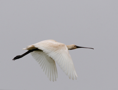 Mijn eerste (volgens mij) geslaagde vluchtfoto met de Novoflex .. 
Autofocus ? Beeldstabilisatie? Onzin ..     ;-)