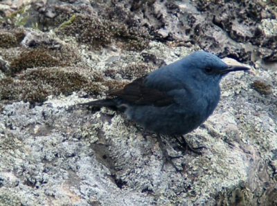 Deze blauwe rotslijster liet zich goed bekijken op de gierenrots aan de Taag in Montfrague.