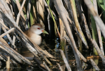 Ik zat op een paar meter van dit klein waterhoen vrouwtje af, ze dacht blijkbaar dat ik haar niet kon zien.
Canon Eos 20d en Canon 100-400mm.