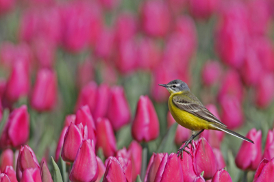 we zaten de tulpen te bekijken toen daar een geel vogeltje verscheen.