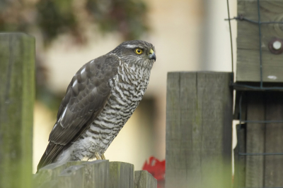 's ochtends om 7:25 de gordijnen open en vind ik dit achter in de tuin op de schutting: een sperwer die naar de mussen op het dak loert. 
Nog een beetje donker en door het raam moeten fotograferen, maar het resultaat is best goed geslaagd vind ik zelf.