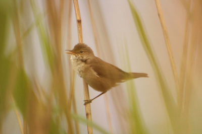 Ik ging eigenlijk niet eens fietsen voor de vogels, maar het zijn allemaal vogel-foto's geworden.