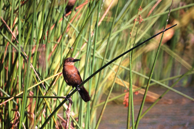 Female Boat-Tailed Grackle at the end of the day...