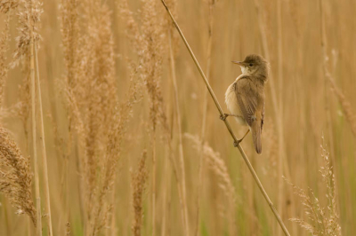 Wilde eindelijk eens een mooie plaat van een ijsvogel maar dat lukt e niet, dus ben ik de polder ingereden waar deze enorm tekeer ging, wat een zanger!! 
Polder zit echt helemaal vol met jonge grutto's en kievitten, gelukkig maar.