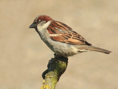 In de tuin van mijn schoonouders komen de mussen lekker dichtbij en gaan op fotografisch gunstige plekjes zitten. Een takje links weggecloond en ietwat geel uit de foto gehaald en het contrast wat lager gezet.