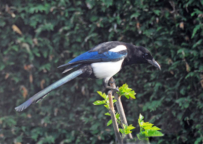 Deze ekster bezocht onze tuin even. De zon scheen fel van boven waardoor het contrast erg groot is. In photoshop met schaduw/ hoog licht bewerkt.