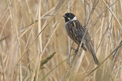 Zoals altijd zat hij weer op z'n vaste plek lekker vrij in het riet te zingen.