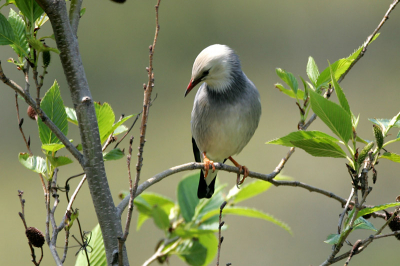 Canon Mark II and 600mm