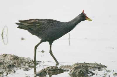 Canon Mark II and 600mm