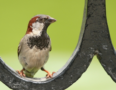 Een paar dagen in Madrid geweest en natuurlijk ga je als vogelfotograaf dan even langs in het Retiro Park midden in het centrum van de stad. Talloze huismussen en eksters natuurlijk. Ik wilde er een in de mooie gietijzeren hekken van het park en dat is gelukt.