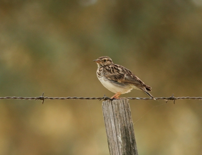 Tijdens een stedentrip naar Madrid nog een dagje wezen vogelen met een Spaanse gids. De meest geweldige vogels gezien, helaas te weinig tijd om er eens rustig voor te gaan zitten. Toch nog wat leuke soorten van een redelijke afstand vast weten te leggen zoals deze boompieper vanuit de auto.