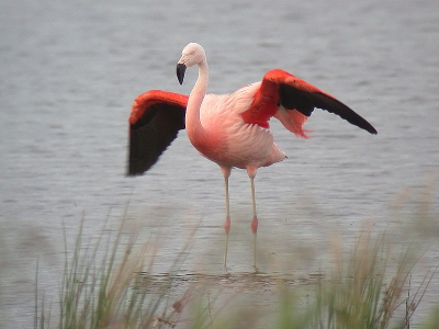 <i class='fa fa-user'></i> eelkeschoppers | Chileense Flamingo  <i class='fa fa-eye'> 961</i>  <i class='fa fa-thumbs-up'> 1</i>   <i class='fa fa-comment-o'> 0</i>