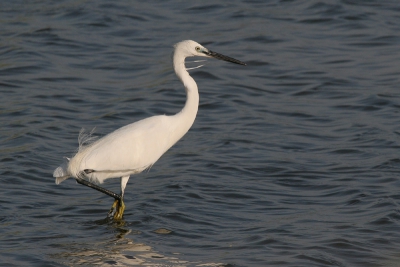 De kleine zilverreigers bleven beter zitten dan de grote zilverreigers, dioe vlogen namelijk meestal meteen op als je aankwam rijden.
Canon Eos 20D en Canon 100-400mm.