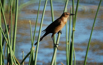A brownish-tan female basking in the late day sun...

Nikon D50, Nikkor 500mm Reflex