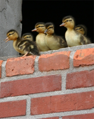jonge eendjes die klaar staan voor de vrije val                      van maar liefst 2.5 meter
en ze overleven het allen.
kijk ook straks naar de andere foto's van de vrije val