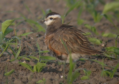 Ik ben woensdag nog even teruggeweest naar de Morinellen om te kijken of ik ze met digiscoping beter te pakken kon krijgen. Ze hielden opnieuw afstand, maar er zijn er ondanks de mist toch 2 naar mijn zin!