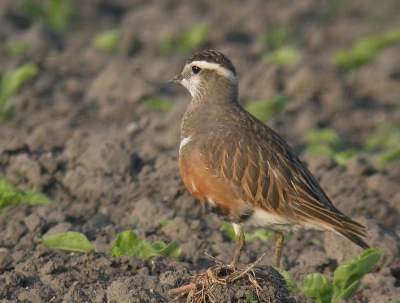 Ik ben woensdag nog even teruggeweest naar de Morinellen om te kijken of ik ze met digiscoping beter te pakken kon krijgen. Ze hielden opnieuw afstand, maar er zijn er ondanks de mist toch 2 naar mijn zin!